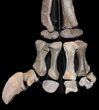 Mounted Diplodocus Front Leg - Awesome Display #35167-9